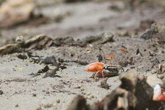 Closeup view of western fiddler crab
