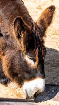 Detailed close-up image of domestic animal, brown donkey head and face, with white muzzle eating or drinking from feeder outdoors during bright day, warm light, vertical photo