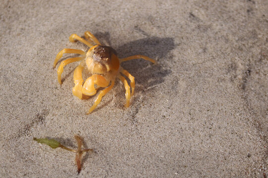 Closeup image of Ocypode (ghost crab).