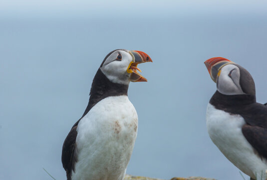 Puffin