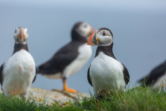 Puffin