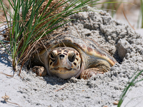 A sea turtle emerges from a sandy nest on a beach, surrounded by dune grass