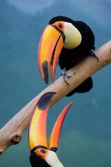 Two toco toucans perched on a branch interacting at a zoo in New York, USA © rbkgm146
