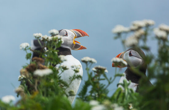 Puffin