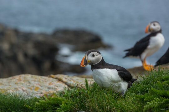 Puffin
