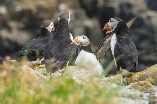 Puffin