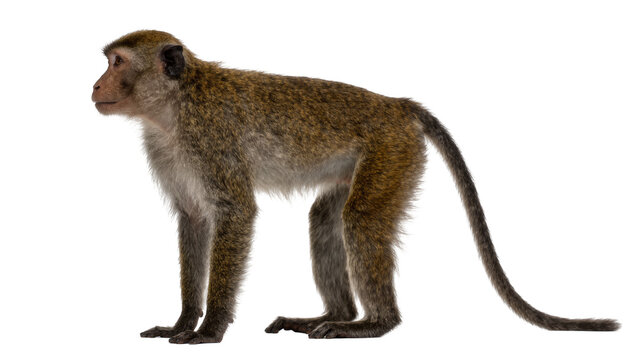 Brown monkey standing profile view, isolated on transparent background