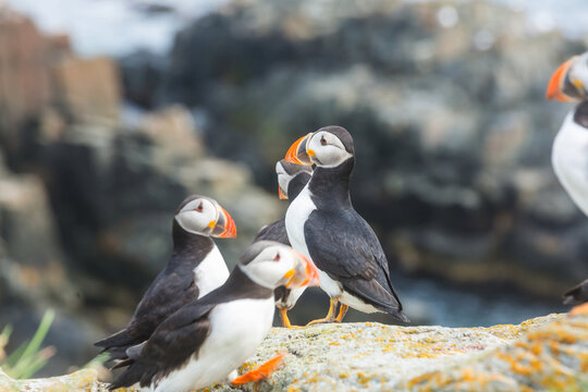 Puffin