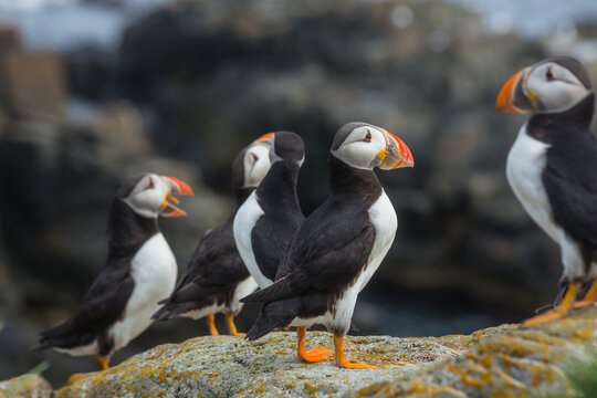Puffin