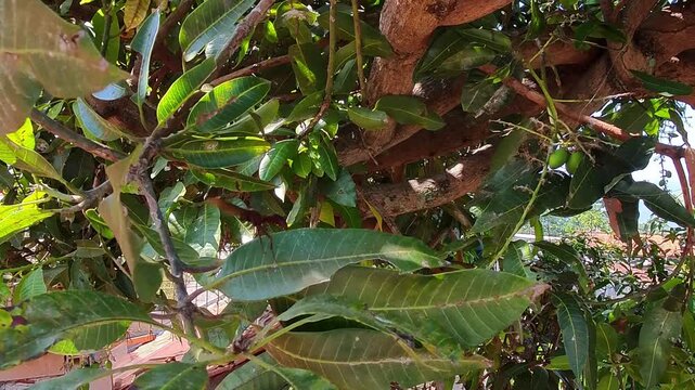 Video of A wasp disguised behind green mango leaves hanging from a sturdy tree branch. Sunlight filters through dense foliage above. Natural texture and vibrant hues dominate the scene. Ideal 