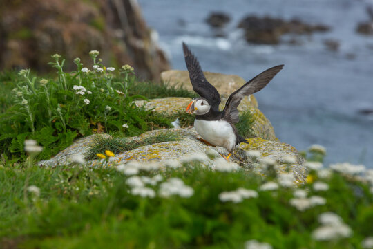 Puffin