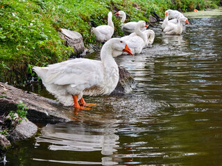 Group of geese near river bank enjoying the water in a green area during daytime © OlegDoroshin