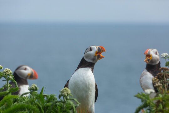 Puffin