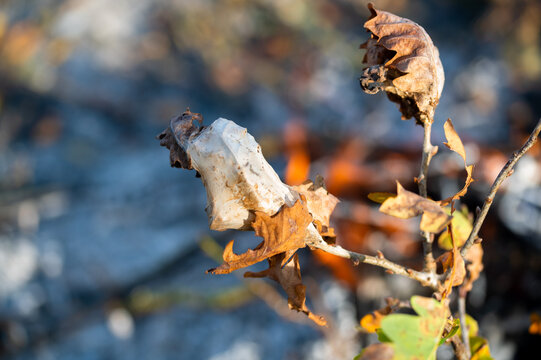 Browntail moth Euproctis chrysorrhoea silk winter nest on oak twig burning on bonfire 