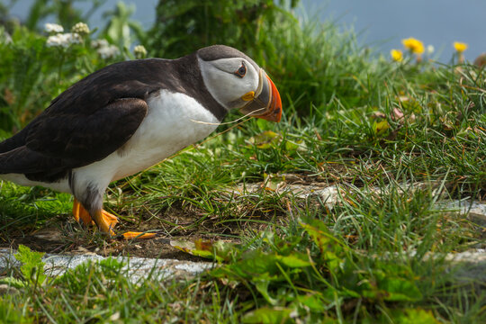 Puffin