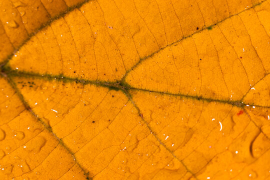 Texture of the yellow leaf with drops of water on it. A macro shot. 