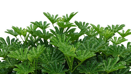 Lush green philodendron leaves with intricate patterns, isolated on transparent background © PNGIG