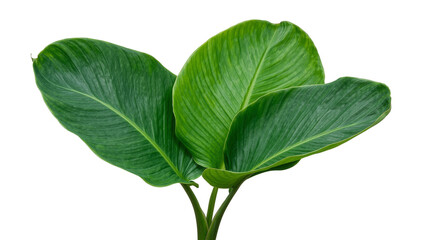Vibrant green philodendron leaves with prominent veins, isolated on transparent background © PNGIG