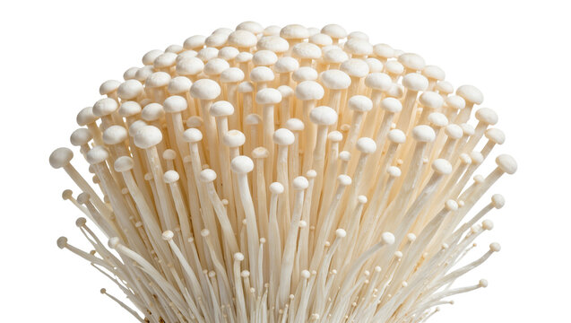 Cluster of enoki mushrooms with delicate white stems and caps, isolated on transparent background