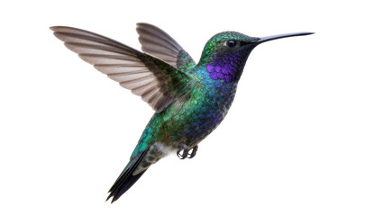 Iridescent green and purple hummingbird with wings spread, isolated on transparent background © PNGIG