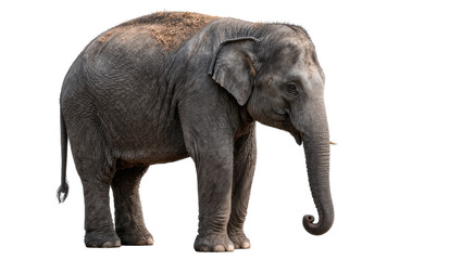 Obraz premium Large grey elephant with curled trunk, isolated on transparent background