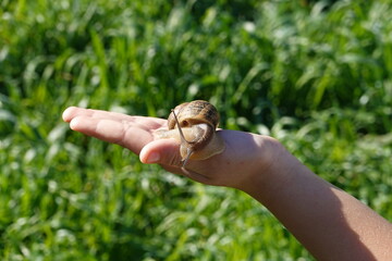 Large Garden Snail Crawling on Human Hand Outdoors © Valeriia Zub