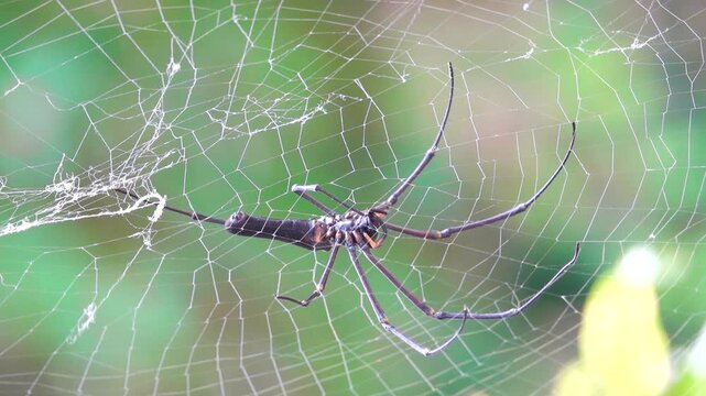 giant golden orb weaver Nephila pilipes) male on Double Haven, Hong Kong