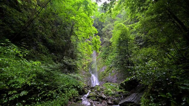 Mossy Forest Stream with Clear Flowing Water in Nature