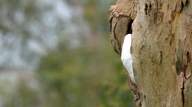 Sulphur-crested Cockatoo Peering from Tree Hollow Nest in Australia