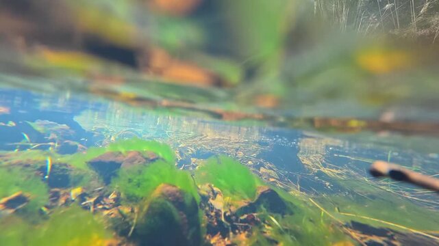 Camera Submerging into Clear Creek Water in Australian Bushland