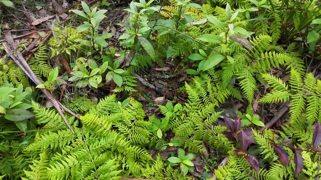 Overhead View of Vibrant Green Ferns and Forest Undergrowth