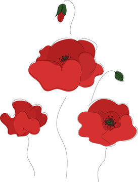 Vector illustration of poppies