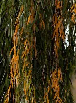 Autumn Weeping Willow Foliage Background