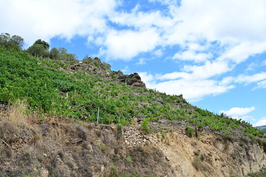 Steep vineyards of Ribeira Sacra, Rias Baixas, Galicia, Spain - heoric viticulture above the Rio Sil and Mino river
