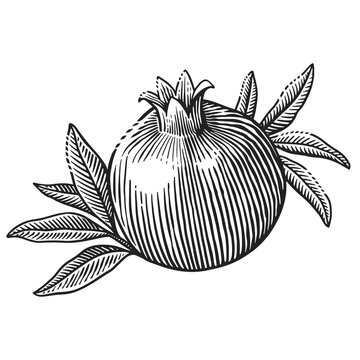 Pomegranate fruit surrounded by narrow leaves. Black and white engraving illustration suitable for food packaging, botanical prints, labels and fruit-themed designs.