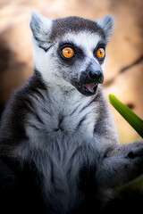 Curious Gaze of a Ring-Tailed Lemur © phamluongpxl