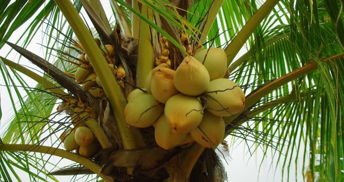 Bunch of young green coconuts hanging from palm tree in tropical Nusa Penida Bali
