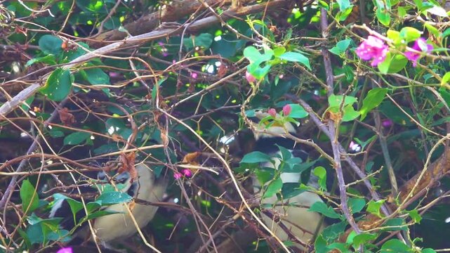 The black-collared starling (Gracupica nigricollis) in a blooming bougainvillea bush in Hong Kong. And other tropical birds