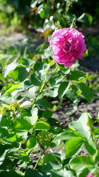 Beautiful pink rose flower with lush green leaves gently moving in breeze on sunny summer day. Vibrant petals and detailed texture of blossom, highlighted by natural sunlight. Vertical video
