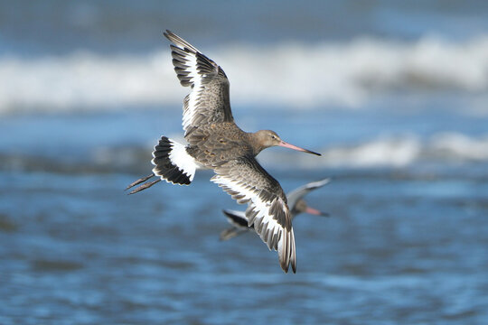 Black-tailed Godwit (Limosa limosa) in flight spreading wings over the sea water, migratory shorebird wildlife photography