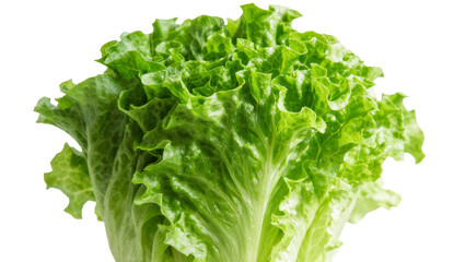 Fresh green lettuce head with ruffled leaves, isolated on transparent background © STUDIOP