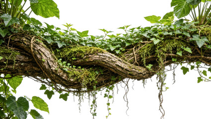 Thick gnarled tree branch entwined with lush green ivy and moss, isolated on transparent background © STUDIOP