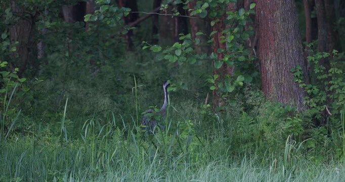 Two common cranes walking and hiding in thick forest edge vegetation along a lake shore in the evening