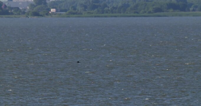 Distant view of a cormorant flying low over Curonian Lagoon at dawn with panning shot