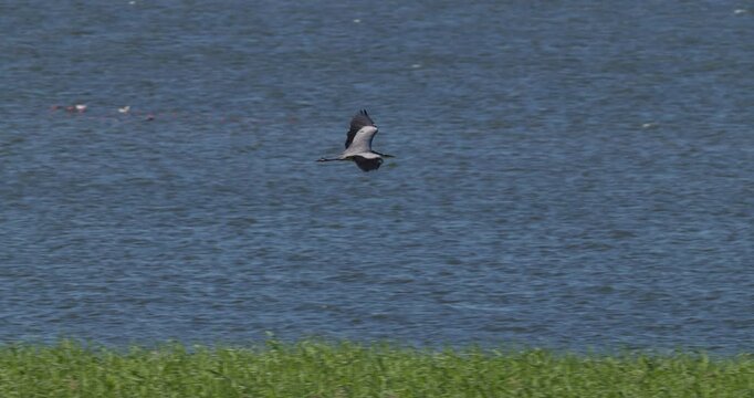 Grey heron soaring in flight over green reeds in Curonian Lagoon at dawn slow motion