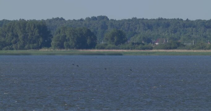 Distant view of a small flock of cormorants flying over Curonian Lagoon at dawn