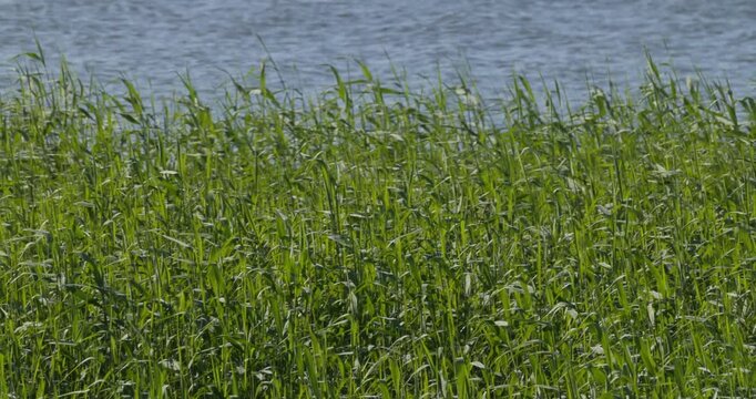 Panning shot of green reeds along Curonian Lagoon at dawn
