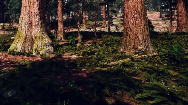 Sunlight filters through the tall pine trees, casting soft shadows on the rich, green forest floor. Ferns spread out in vibrant patches, adding to the tranquil beauty of this natural haven.
