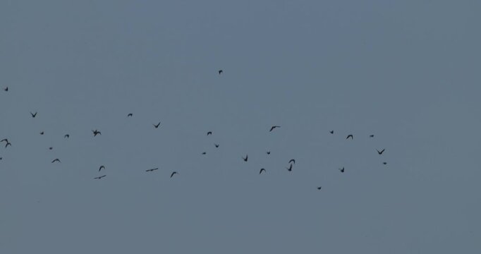 Flock of starlings performing murmuration against blue sky at dawn