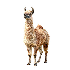 Fototapeta premium A fluffy camelid with curly wool stands facing forward on a white background
